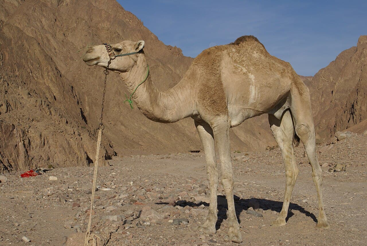 Rajasthan High Court Notes Alarming Decline in Camel Population